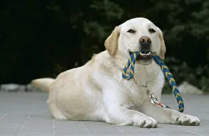 Leads: LABRADOR - holding lead, wanting to be taken for a walk?