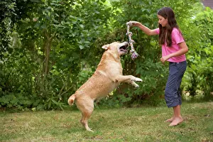 Gudogs: Labrador - jumping for toy held by young girl