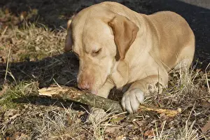 Piece: Labrador licking a piece of wood