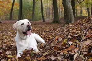 Hauts: Labrador lying in the leaves in the forest France
