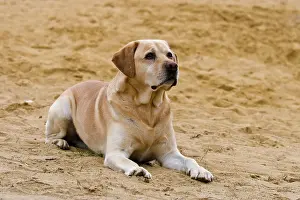 Labs: Labrador lying in the sand