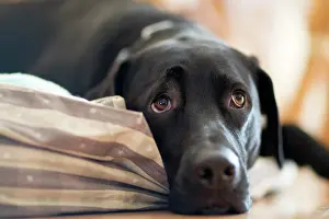 Pillow: A Labrador mix laying on a pillow with a sad look