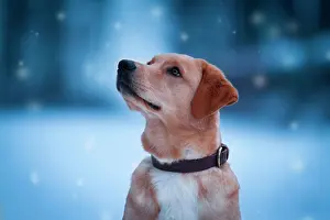 Snowflakes: Labrador Mongrel, animal portrait with snowflakes