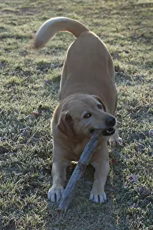 Corniot: Labrador mongrel playing with a stick in a garden in winter