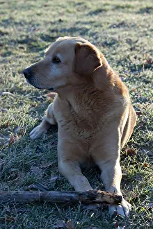 Corniot: Labrador mongrel playing with a stick in a garden in winter