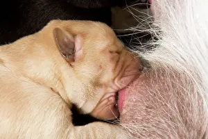 Teets: Labrador - newborn puppy suckling
