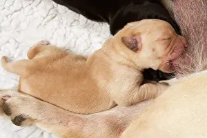 Teets: Labrador - newborn puppy suckling