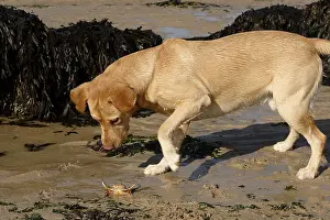 Marks: Labrador playing with a crab at low tide Normandy France