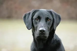 Snout: Labrador portrait
