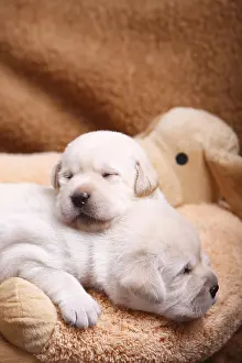 Contacts: Labrador puppies sleeping on top of another France