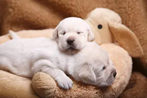 Contacts: Labrador puppies sleeping on top of another France