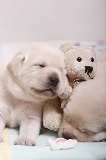 Sleepiness: Labrador puppies sleeping on a teddy bear France