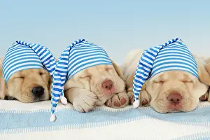 Everyday: Three labrador puppies sleeping and wearing nightcaps