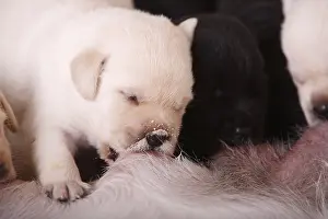 Suck: Labrador puppies in suckling their mother France