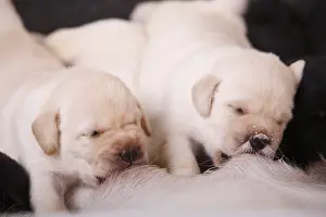 Suck: Labrador puppies are suckling their mother France