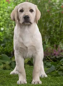 300122: Labrador puppy