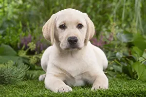 300122: Labrador puppy