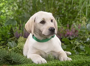 300122: Labrador puppy