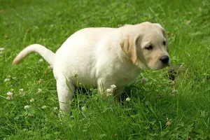 Toileting: Labrador - puppy defecating