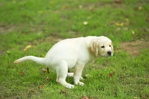 Toileting: Labrador - puppy defecating