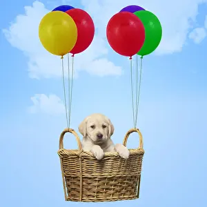 160419: Labrador puppy dog in basket attached to balloons