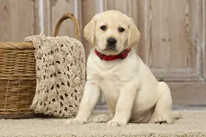 311017: Labrador puppy dog indoors