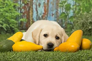 Chewing: Labrador puppy dog outdoors
