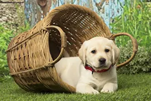 Labrador puppy dog outdoors