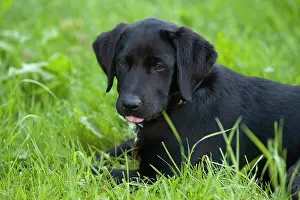 Labs: Labrador puppy in the grass