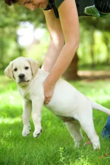 Picked: Labrador - puppy being picked up by owner