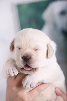 Unsharp: Labrador puppy sand into the arms of his breeder France