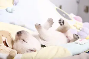 Backs: Labrador puppy sleeping on their backs France