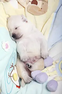 Backs: Labrador puppy sleeping on their backs France