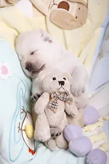 Backs: Labrador puppy sleeping on their backs with a teddy bear