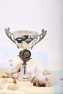 Trophy: Labrador puppy sleeping next to a cup France