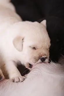 Suck: Labrador puppy is suckling his mother France