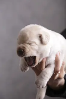 Yawns: Labrador puppy yawning in the hands of his breeder