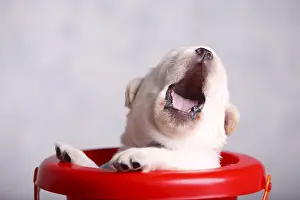 Yawns: Labrador puppy yawning in a plastic bucket France