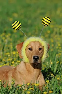 Disguise: Labrador Retriever, bitch, yellow coloured, wearing