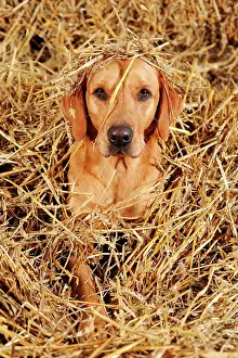 Room: Labrador Retriever, bitch, yellow, lying in straw