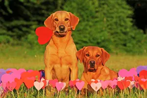 Paper: Labrador Retriever, bitches, yellow, in front of
