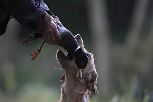 Master: Labrador Retriever bringing back a duck to its master