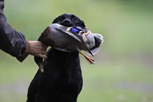 Master: Labrador Retriever bringing back a duck to its master