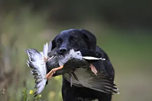 Killed: Labrador Retriever bringing back a killed mallard duck