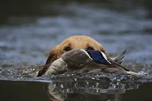 Returning: Labrador Retriever bringing back a mallard duck