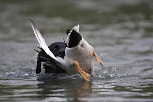 Returning: Labrador Retriever bringing back a mallard duck