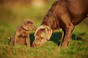 121119: Labrador Retriever, dam with puppy on a meadow