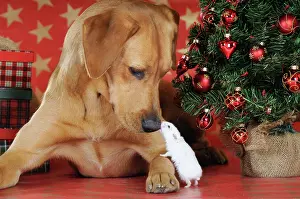 Hamsters: Labrador Retriever and a Djungarian Dwarf Hamster