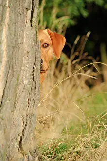 Bitches: Labrador Retriever dog, bitch, looking out from