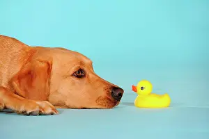 Bitches: Labrador Retriever dog, bitch, lying in front of